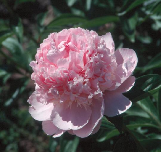 Angel Cheeks -                                                                                                                 Peonies species| PIONI | პიონი
