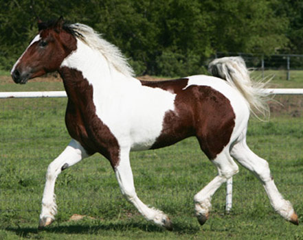 American Bashkir - horse Breeds | ცხენის ჯიშები| cxenis jishebi