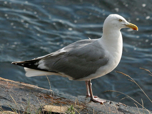 Herring Gull - Bird Species | Frinvelis jishebi | ფრინველის ჯიშები