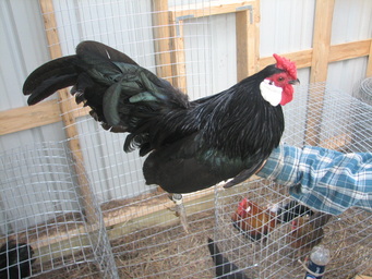 Rosecomb 2 - chicken Breeds | ქათმის ჯიშები | qatmis jishebi
