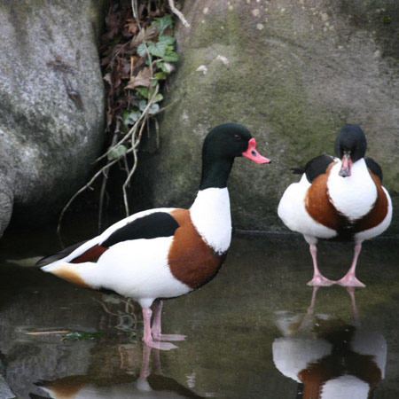 Shelduck - Bird Species | Frinvelis jishebi | ფრინველის ჯიშები