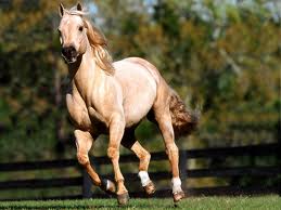 Quarter Horse 2 - horse Breeds | ცხენის ჯიშები| cxenis jishebi