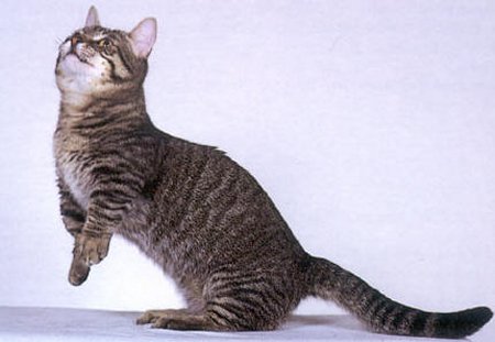 Munchkin - cat Breeds | კატის ჯიშები | katis jishebi