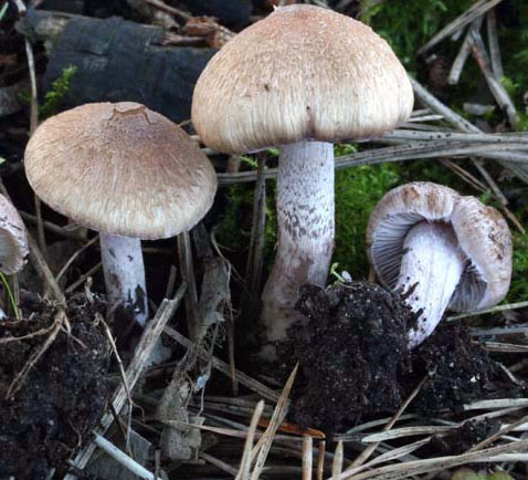 Inocybe griseolilacina - Fungi species | sokos jishebi | სოკოს ჯიშები