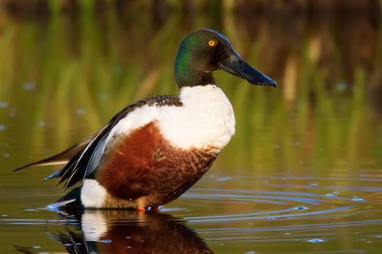 Northern Shoveler - Bird Species | Frinvelis jishebi | ფრინველის ჯიშები