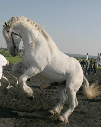 Boulonnais 1 - horse Breeds | ცხენის ჯიშები| cxenis jishebi