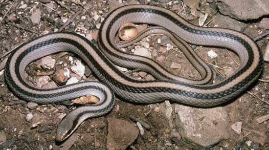  EASTERN PATCH-NOSED SNAKE <br /> Salvadora grahamiae - snake species | gveli | გველი