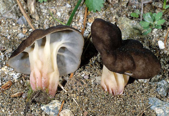 Gyromitra californica: Pseudorhizina californica - Fungi species | sokos jishebi | სოკოს ჯიშები