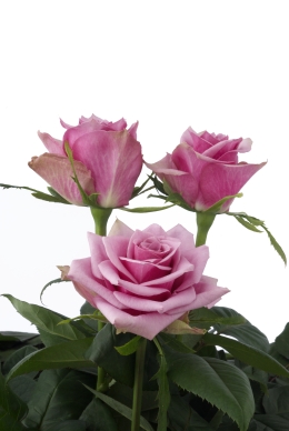 Delaqua - Rose Varieties | VARDI | ვარდი                                                                                                                