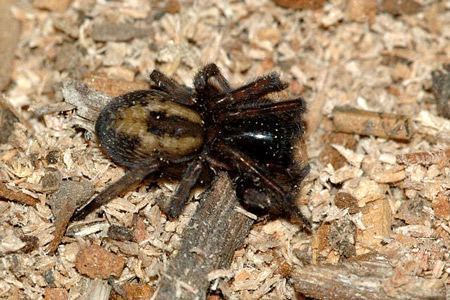 Lace Webbed Spider - Spider species | OBOBAS JISHEBI | ობობას ჯიშები