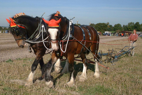 Shire 2 - horse Breeds | ცხენის ჯიშები| cxenis jishebi