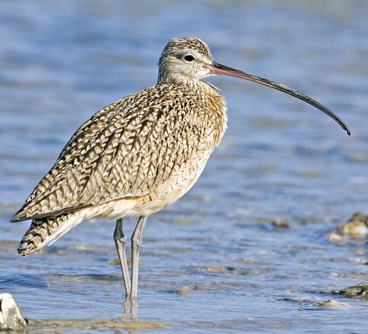 Eskimo Curlew - Bird Species | Frinvelis jishebi | ფრინველის ჯიშები