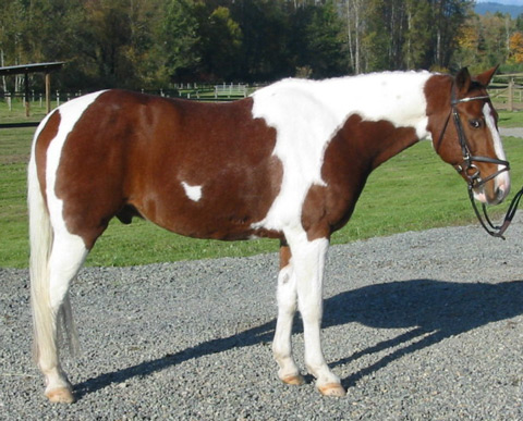 Arab-Haflinger Horse - horse Breeds | ცხენის ჯიშები| cxenis jishebi
