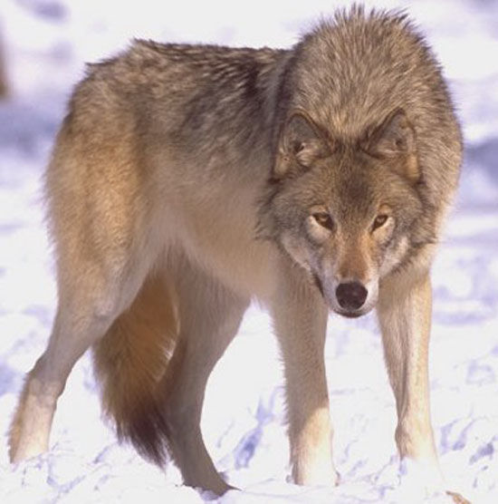The Steppe Wolf - wolf species | mglis jishebi | მგლის ჯიშები