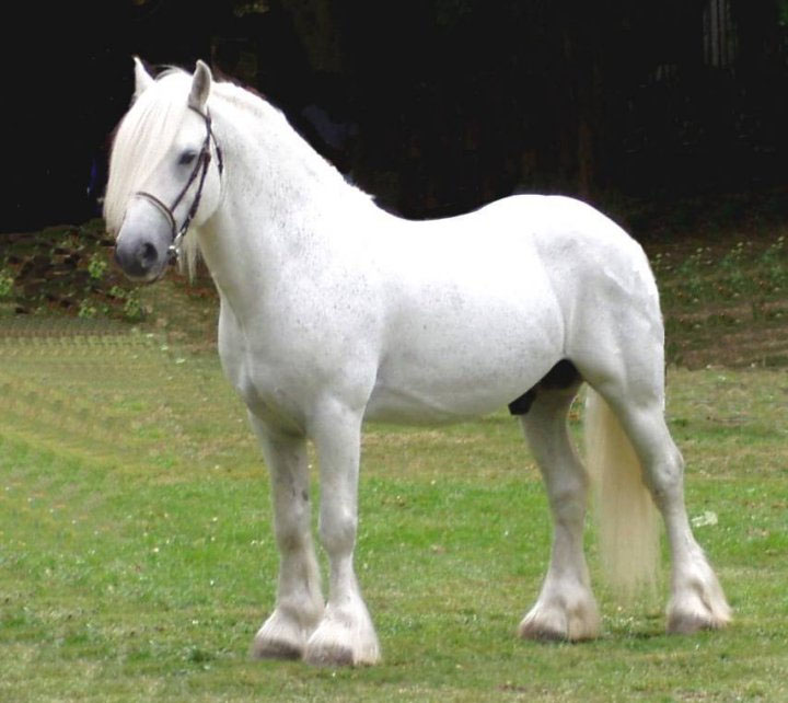 Fell - horse Breeds | ცხენის ჯიშები| cxenis jishebi