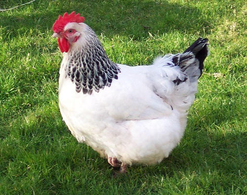 Sussex - chicken Breeds | ქათმის ჯიშები | qatmis jishebi