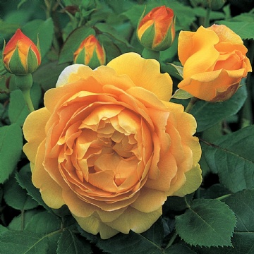 Golden Celebration  - Rose Varieties | VARDI | ვარდი                                                                                                                