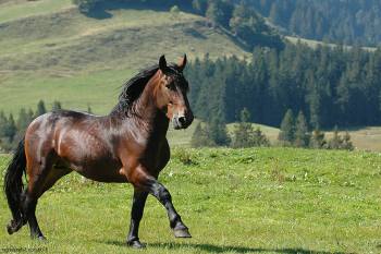 Noriker 1 - horse Breeds | ცხენის ჯიშები| cxenis jishebi
