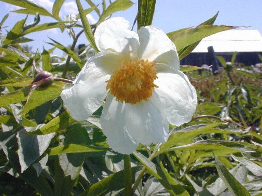 Early Windflower -                                                                                                                 Peonies species| PIONI | პიონი