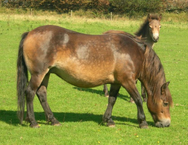 Exmoor - horse Breeds | ცხენის ჯიშები| cxenis jishebi