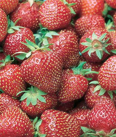 Northeaster - Strawberry Varieties