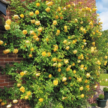 Graham Thomas Climbing - Rose Varieties | VARDI | ვარდი                                                                                                                