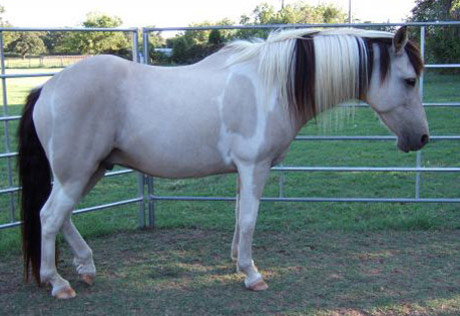 American Spotted Paso - horse Breeds | ცხენის ჯიშები| cxenis jishebi