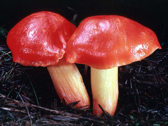 Hygrocybe punicea - Fungi species | sokos jishebi | სოკოს ჯიშები