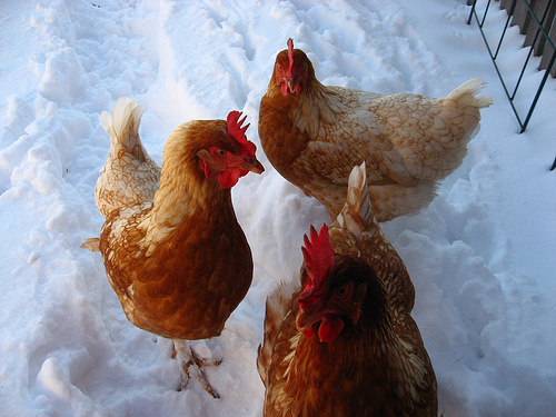 Star 2 - chicken Breeds | ქათმის ჯიშები | qatmis jishebi