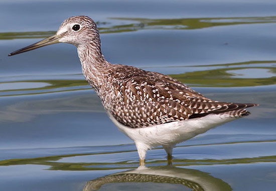 Solitary Sandpiper - Bird Species | Frinvelis jishebi | ფრინველის ჯიშები