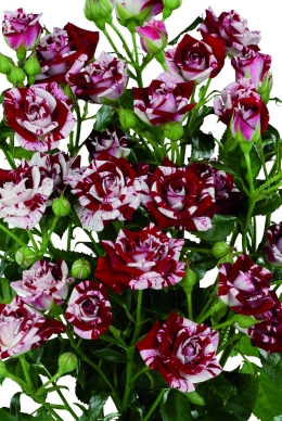 Flash Night - Rose Varieties | VARDI | ვარდი                                                                                                                