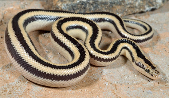  ROSY BOA   Lichanura trivirgata - snake species | gveli | გველი