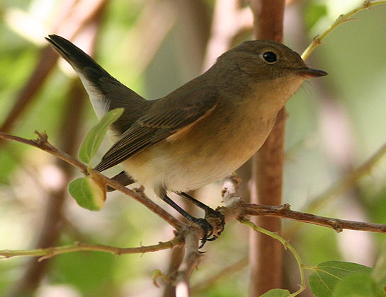 Red-breasted Flycatcher - Bird Species | Frinvelis jishebi | ფრინველის ჯიშები