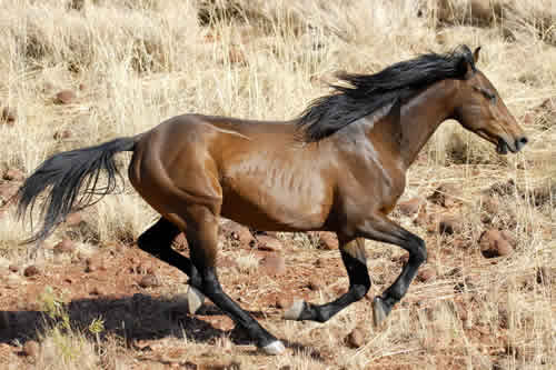 Brumby 1 - horse Breeds | ცხენის ჯიშები| cxenis jishebi