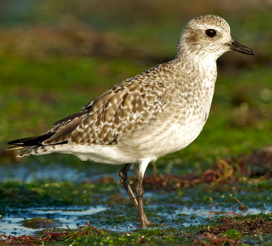 Black-bellied Plover - Bird Species | Frinvelis jishebi | ფრინველის ჯიშები