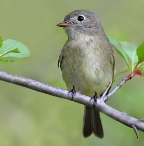 Dusky Flycatcher - Bird Species | Frinvelis jishebi | ფრინველის ჯიშები