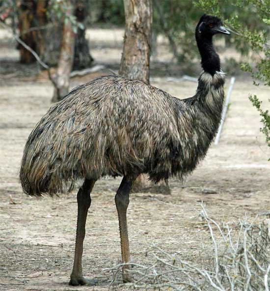 Dromiceiidae - Bird Species | Frinvelis jishebi | ფრინველის ჯიშები