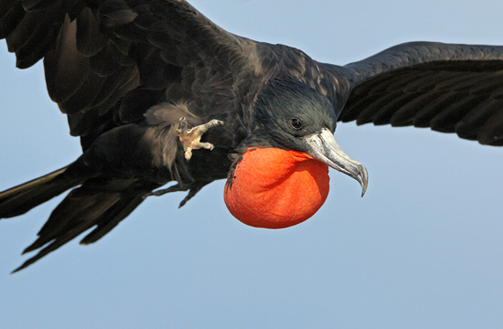 Magnificent Frigatebird - Bird Species | Frinvelis jishebi | ფრინველის ჯიშები