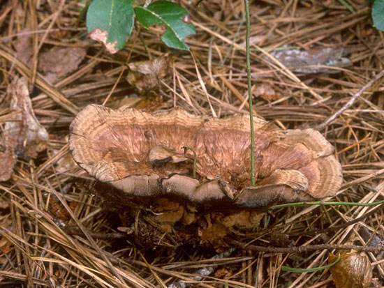 Hydnellum scrobiculatum - Fungi species | sokos jishebi | სოკოს ჯიშები
