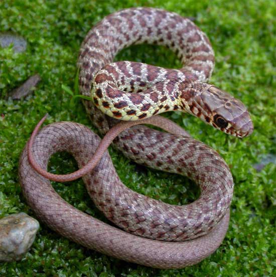Coluber constrictor mormon - Western Yellow-bellied Racer - snake species | gveli | გველი