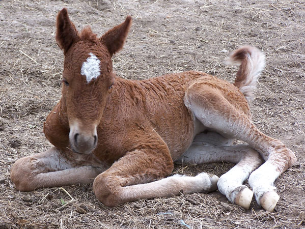 Bashkir Curly - horse Breeds | ცხენის ჯიშები| cxenis jishebi