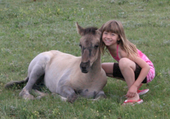 American Sorraia Mustang 2 - horse Breeds | ცხენის ჯიშები| cxenis jishebi