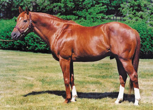 American Thoroughbred Horse - horse Breeds | ცხენის ჯიშები| cxenis jishebi