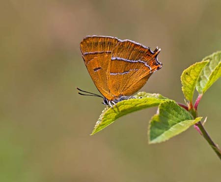 Brown Hairstreak - Butterfly species | PEPLIS JISHEBI | პეპლის ჯიშები