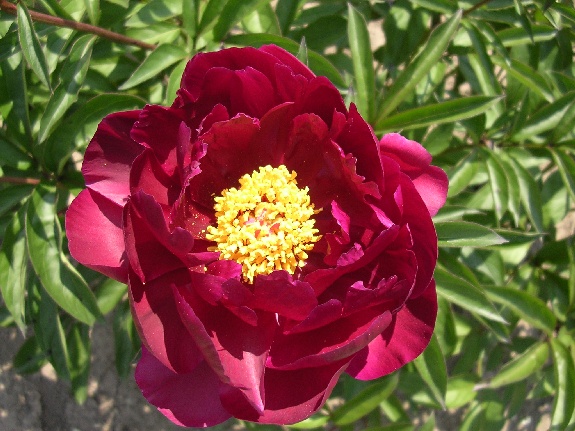 Adolphe Rousseau -                                                                                                                 Peonies species| PIONI | პიონი