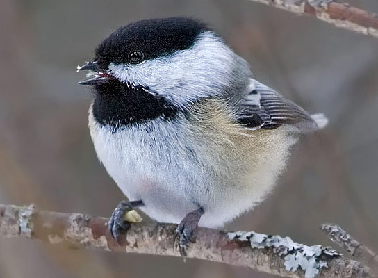 Black-capped Chickadee - Bird Species | Frinvelis jishebi | ფრინველის ჯიშები