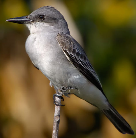 Gray Kingbird - Bird Species | Frinvelis jishebi | ფრინველის ჯიშები