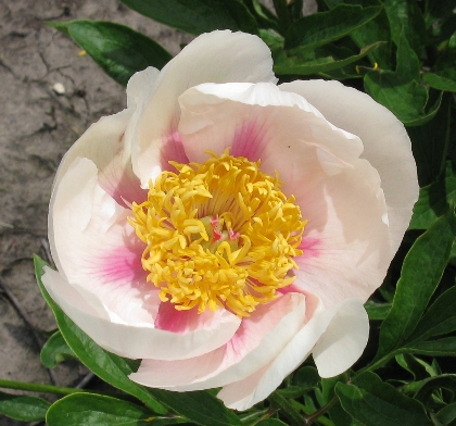 Athena -                                                                                                                 Peonies species| PIONI | პიონი