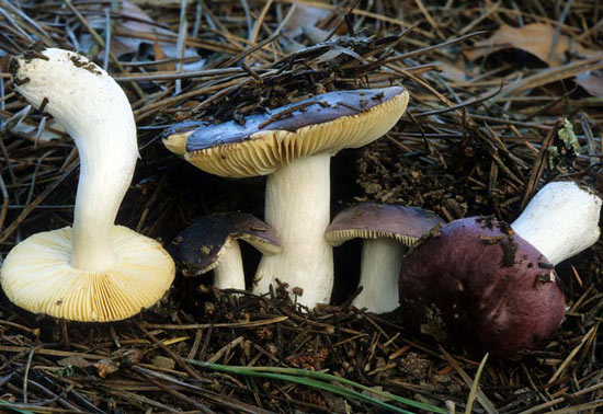 Russula atroviolacea - Fungi species | sokos jishebi | სოკოს ჯიშები