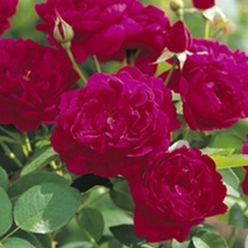 Darcey Bussell - Own Root - Rose Varieties | VARDI | ვარდი                                                                                                                